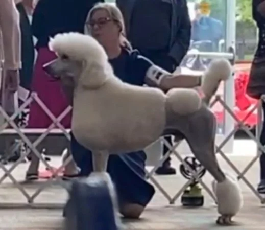Standard Poodle Breeder, AKC Standard Poodle Puppies